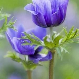 Meet your Posher, Liliya